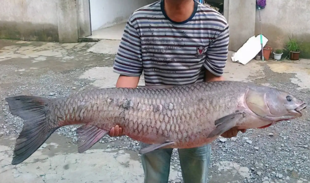 |四大家鱼的它!为何被叫鬼鱼、索命鱼?凌天二代巨物版斗青不是梦