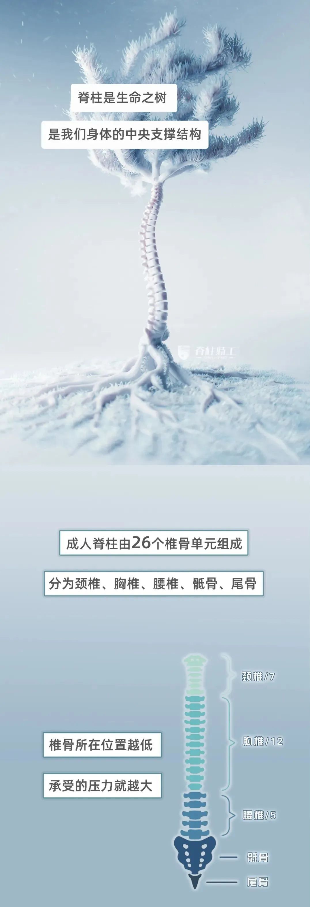 |「一图看懂」你的腰间盘是怎么“崩坏”的？腰突的症状由轻到重，你知道吗？