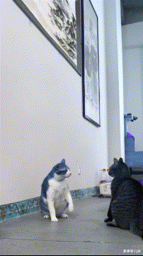 |“钓鱼被咬了，不过钓到了一条招财龙鱼，不亏，”评论沸腾了