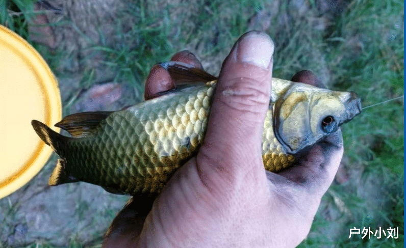 饵料|老钓友的经验,为新钓手铺平道路