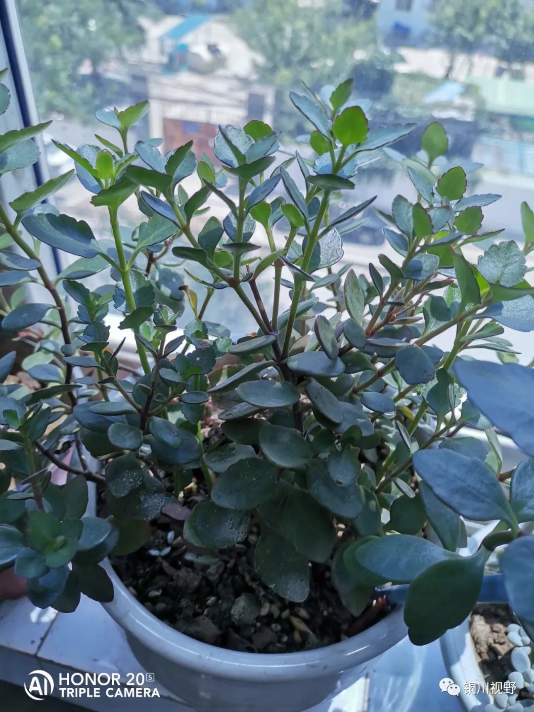 青岛市|阳台上的仙人球开花啦