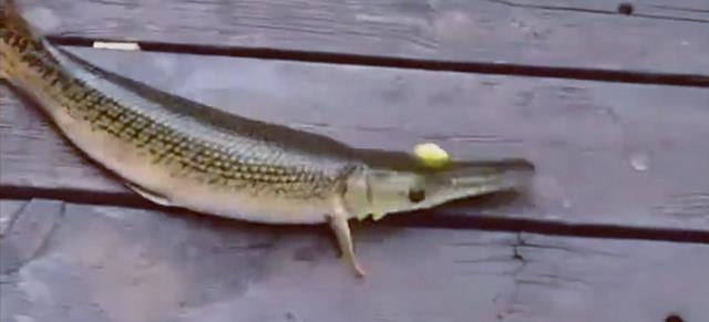 鳄雀鳝|鳄雀鳝的好日子到头了，云南钓鱼人3分钟钓一条，网友：有天敌了
