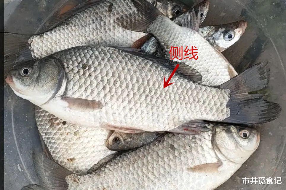 买鲫鱼，注意分清“土鲫”和“工程鲫”，味道区别不小，别买错了