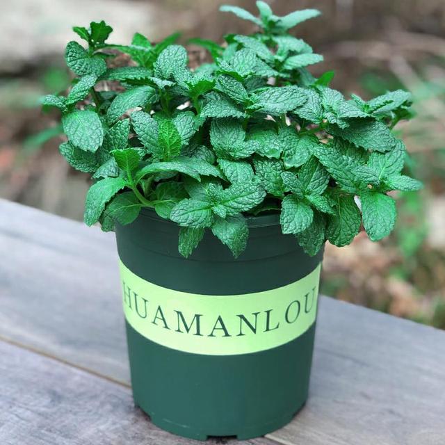 再穷也要在卫生间里养一盆“它”,角落里的臭气、潮气都给吸干净