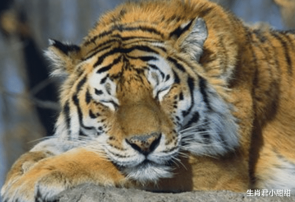 姐姐|属虎人能力出众在职场中脱颖而出，快速做出成绩，得到领导赏识