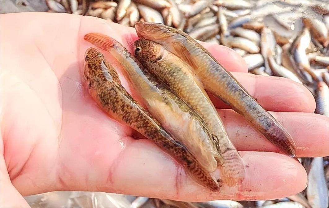 |?俗称“趴地虎”,儿时常见的小河鱼,过去没人吃,如今贵到吃不起