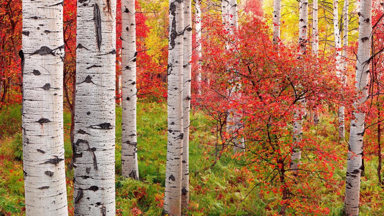 |职场上,做人低调做事,不卑不亢,才能在职场走的更远