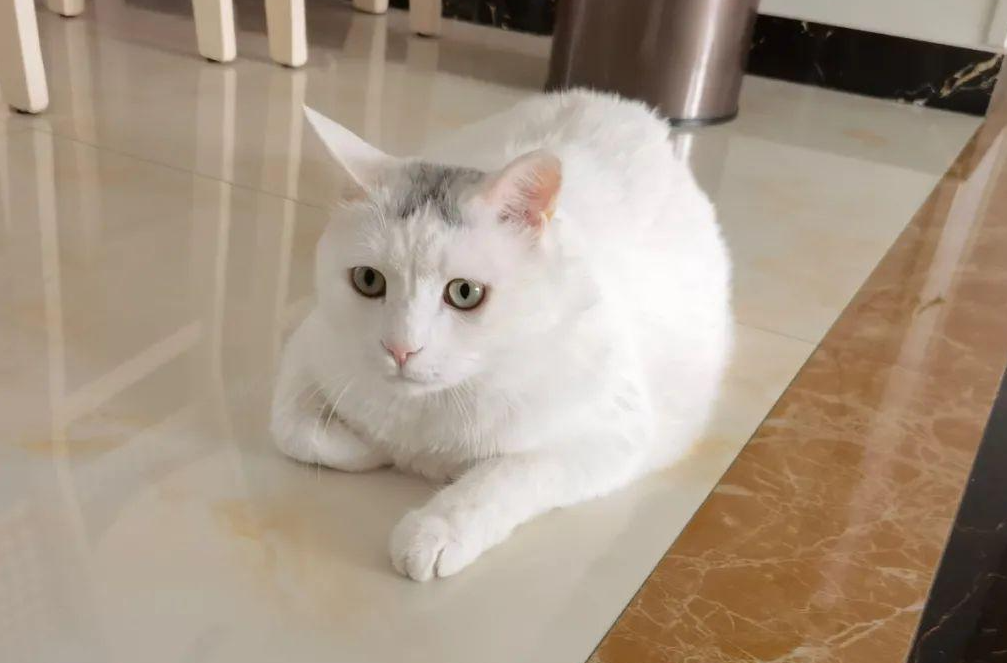 动物科普:为什么犬科是大长脸,而猫科都是圆脸?