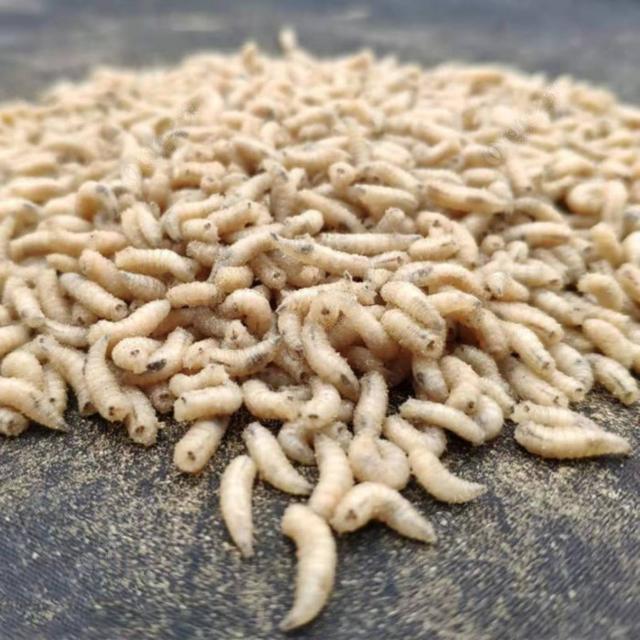 饵料|教学篇:钓鲫鱼饵料怎么选？