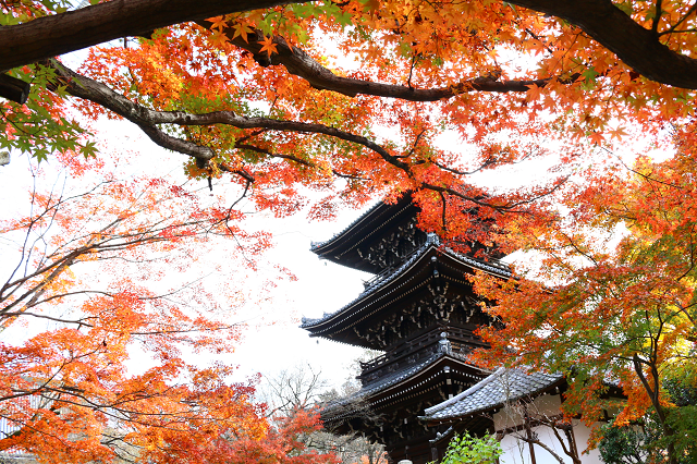 京都|欣赏枫叶的好地方，秋季的京都怎么能错过呢？