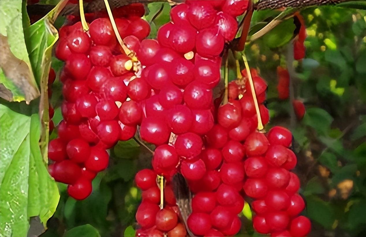 肝脏|一个“续命”的中成药, 气血双补 阴阳同调,给生命加油 提高免疫力