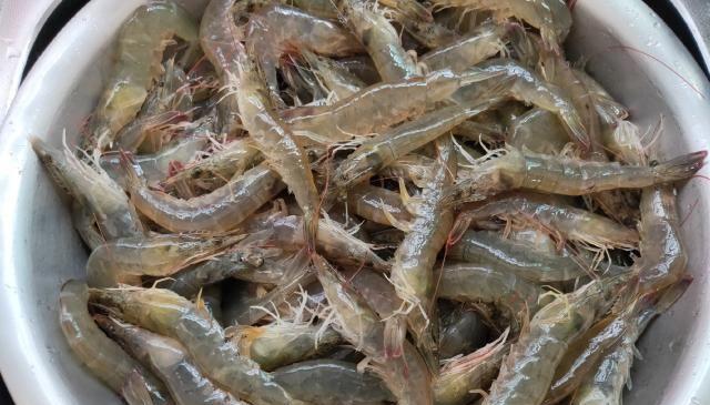 买大虾时,谨记“4不买,3不吃”!事关家人健康,别再买错了