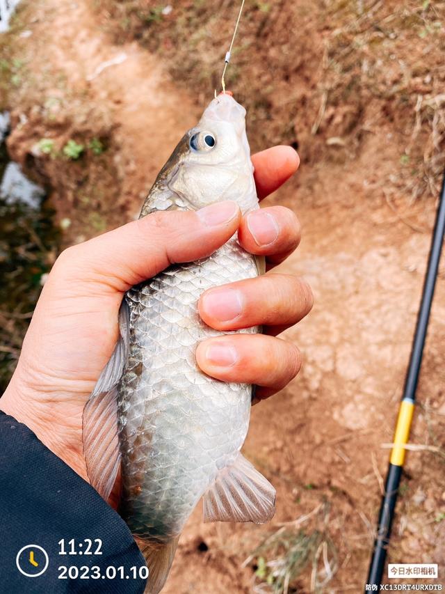 |2023·01·10·专注单竿又该得瑟一下了!