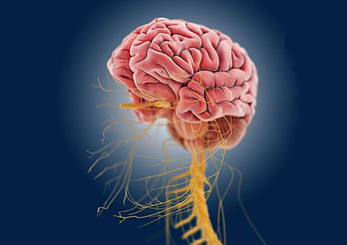 |有效的脑机接口输出,取决于中枢神经系统和脑机接口的适应程度