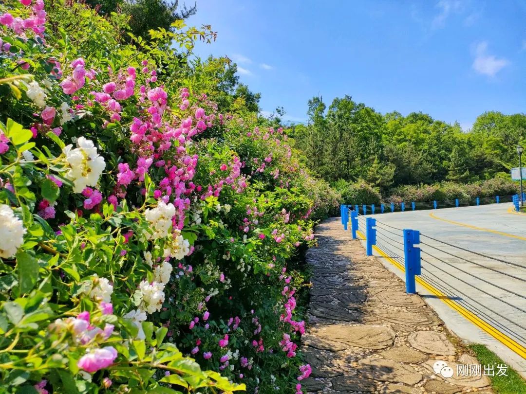 大连|大连海之韵海底大峡谷，邂逅蔷薇花