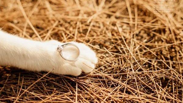 拍婚纱非带猫，结果摄影师全拍猫了！