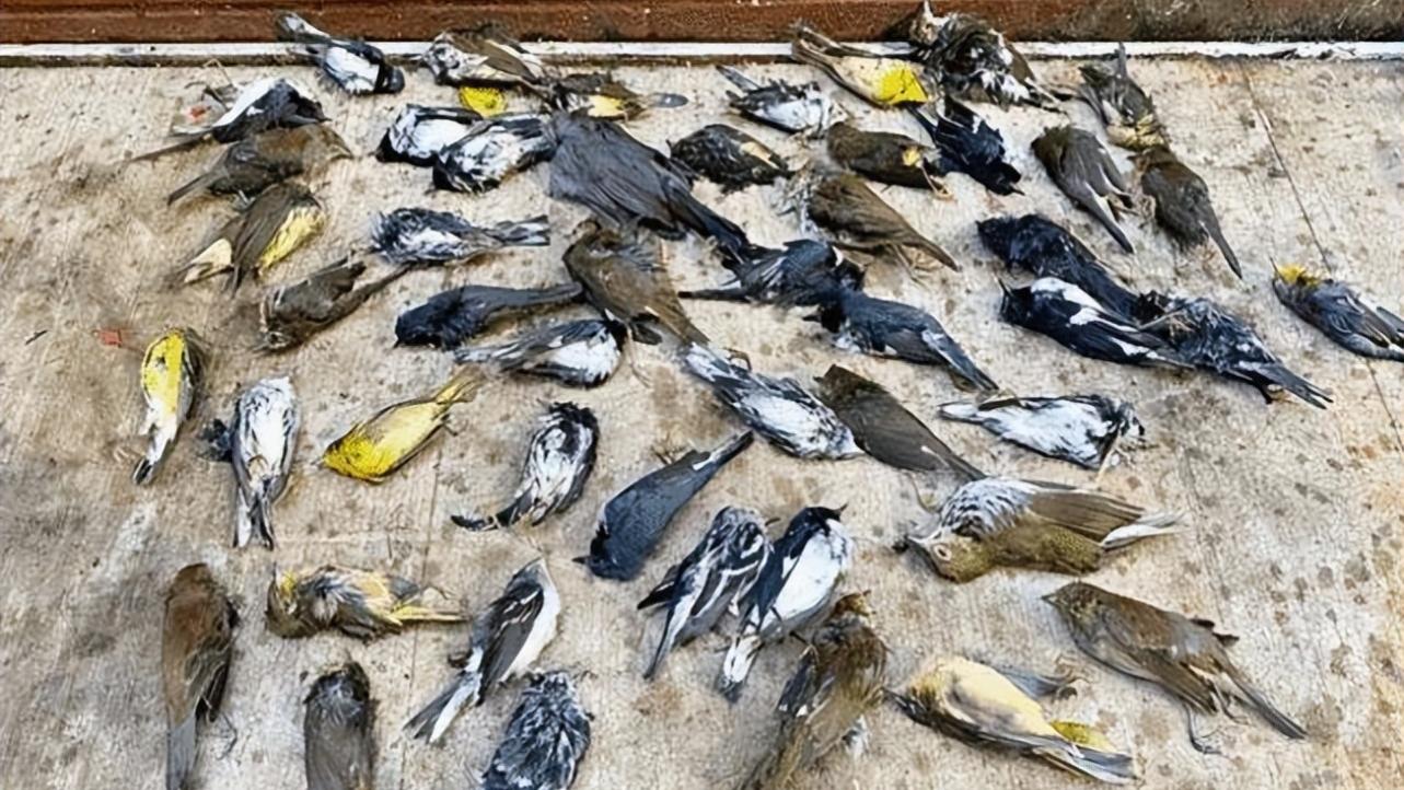 大气中存在神秘生物？鸟类发生大规模死亡，研究者认为极有可能