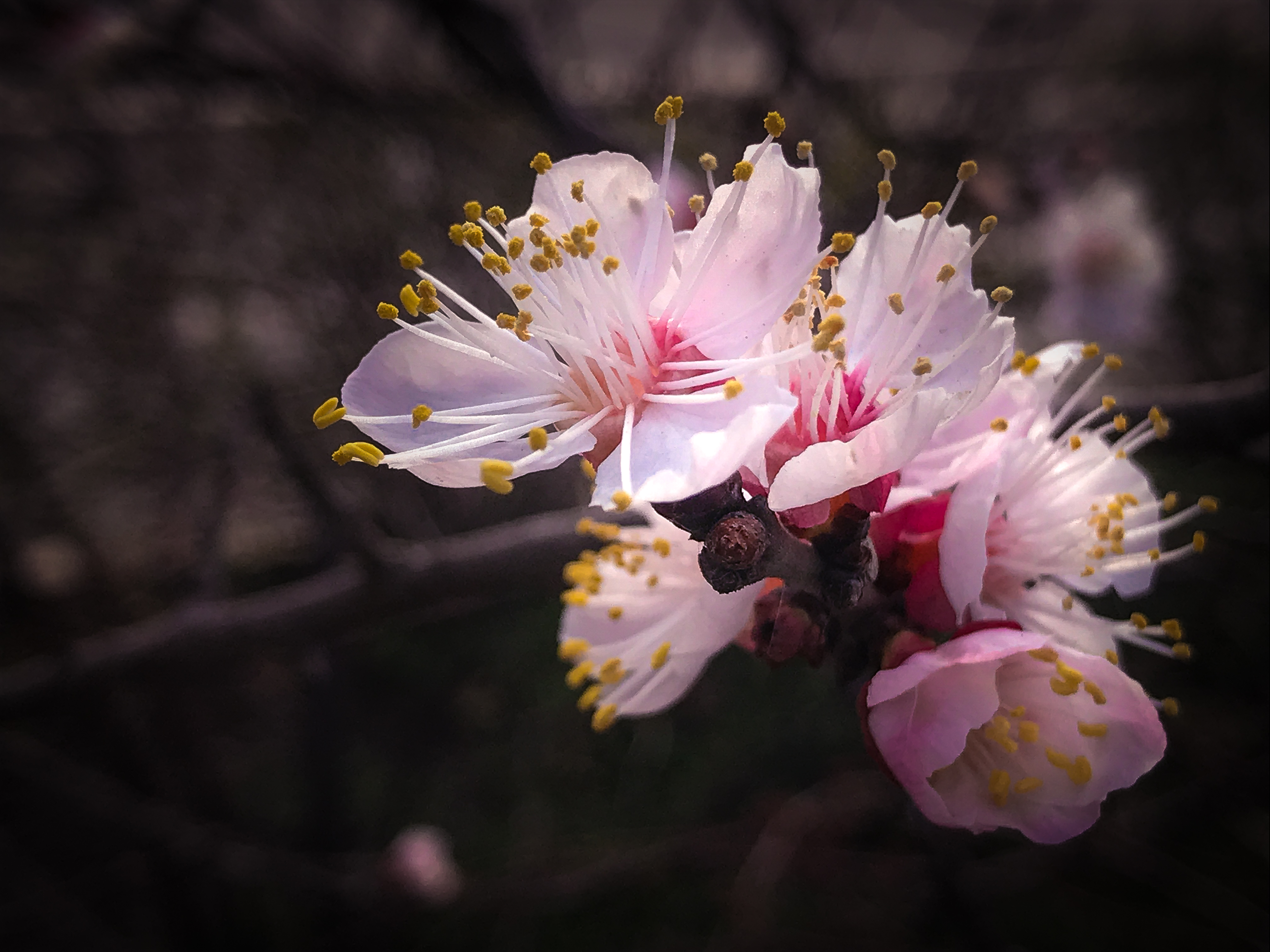 手机摄影——春天路边小花实拍思路分享