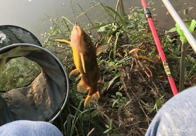 饵料|桑拿天大鱼难钓，不如试试黄辣丁！教你3个“小窍门”，轻松爆护