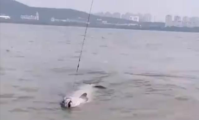 水库|男子盘黑坑收获“米级鱼王”，重达100多斤，仨人合力才将其抬走