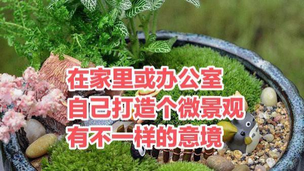 连衣裙|在家里或办公室自己打造个微景观有不一样的意境