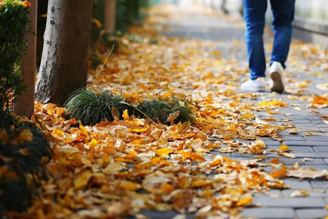 成都|最美蓉城金秋!公园城市5大美景等你解锁→