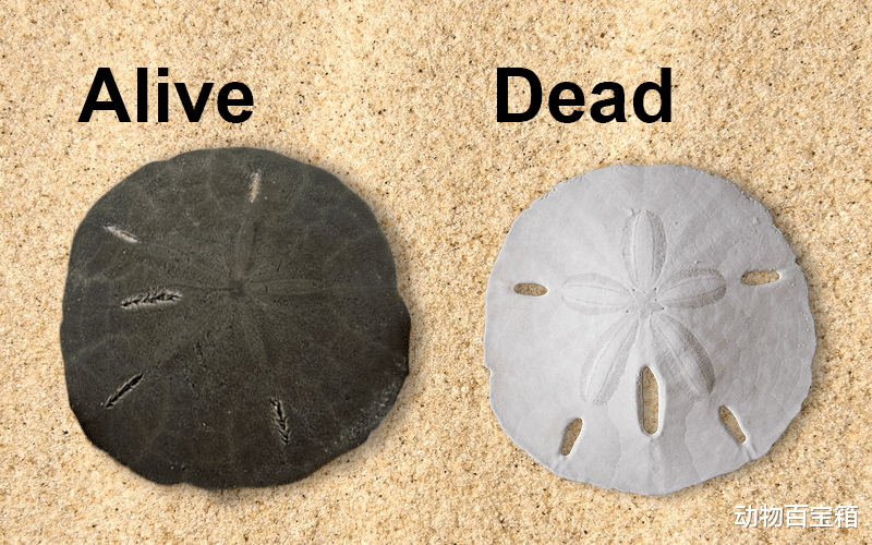 2021年，成千上万只沙币被冲上美国海岸，沙币究竟是个什么动物？