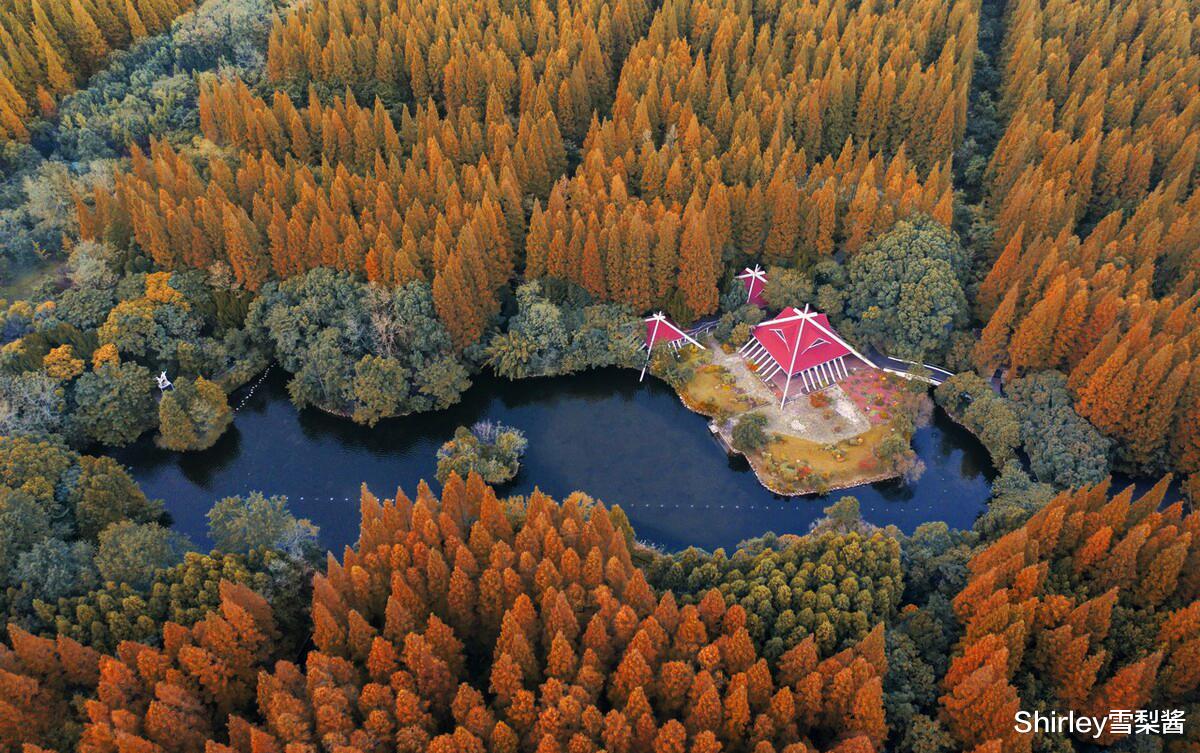 庐山|上海有四座国家级森林公园，景色各有千秋，其中只有一座免费开放