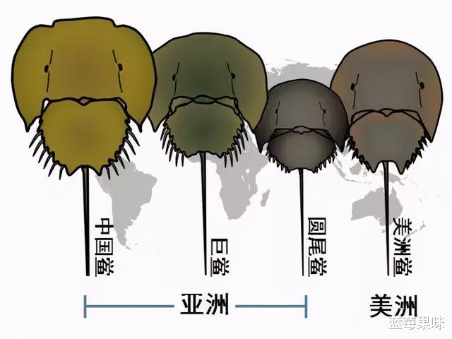活了4.5亿年的鲎,其蓝色血液救人无数,如今却濒临灭绝