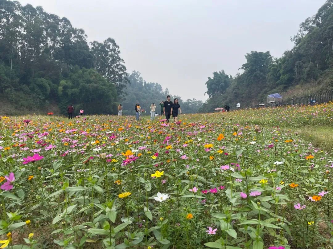 嘉州|波斯菊、芙蓉…绿心公园超美花海又来了！快去打卡！