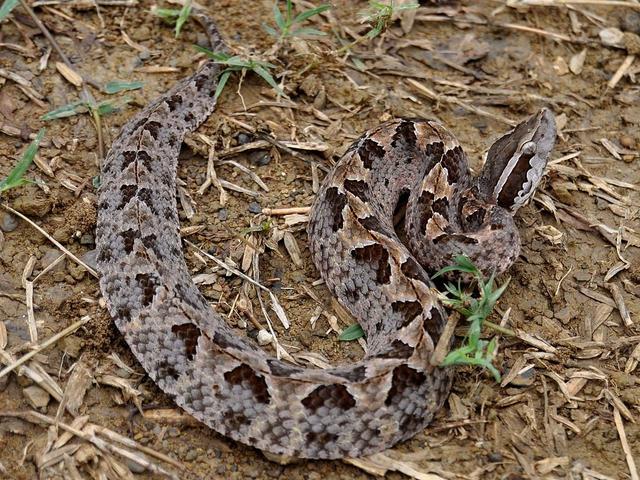 武汉|马来西亚，蛇类的圣地，无数蛇族齐聚