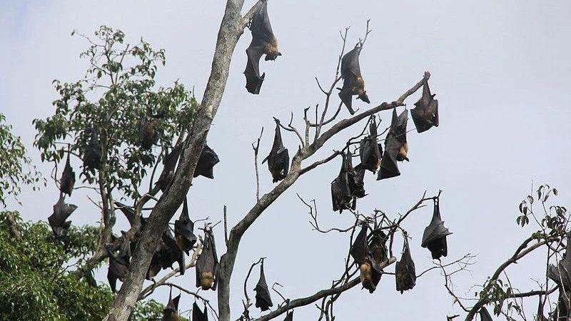 科学辟谣：蝙蝠携带病毒却不生病，仅仅是体温高那么简单？