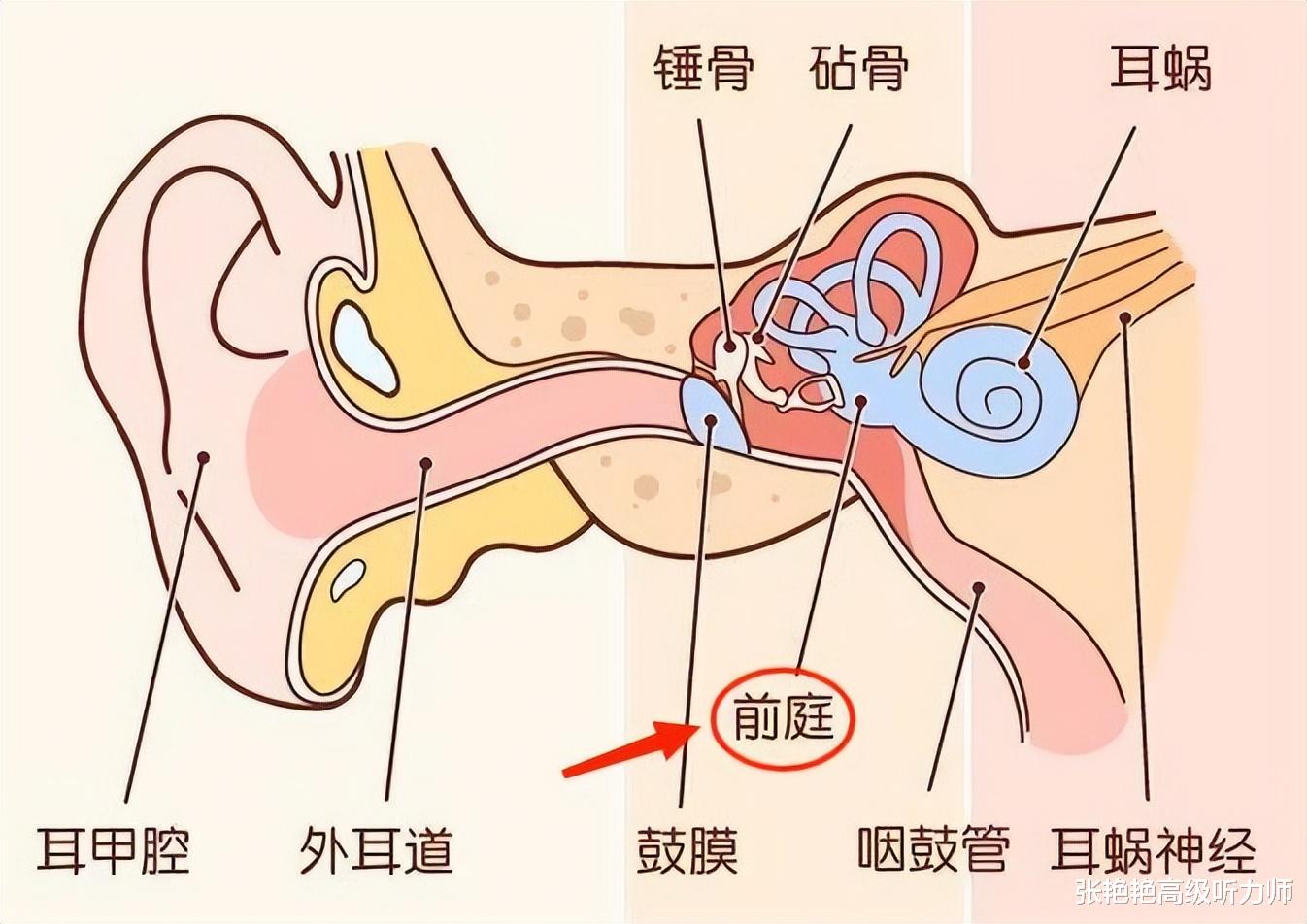 眩晕|你知道吗?七成的头晕都是耳朵引起的,可别挂错号了哦