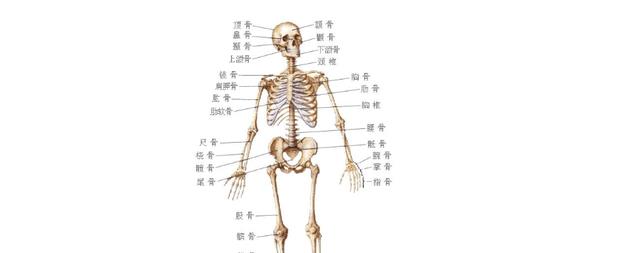 人类没发展出攻击性器官?其实有四大攻击手段,只是我们浑然不知