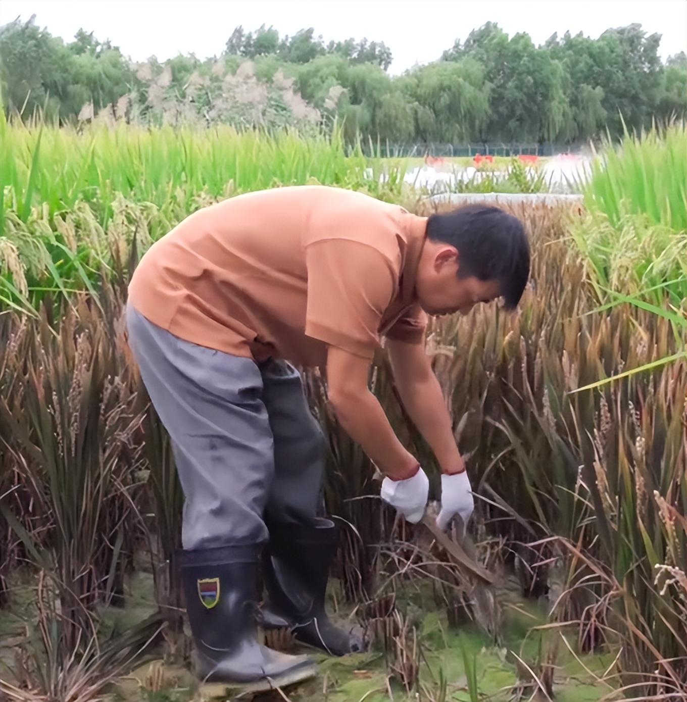 王宝强|王宝强割稻谷,动作娴熟自称地道农民,女友蹲地帮忙不嫌脏