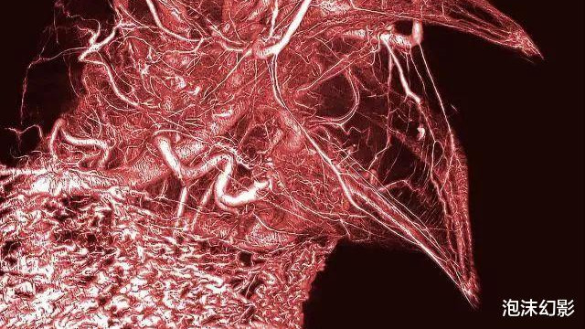 这些从来没见过的千奇百怪的动物