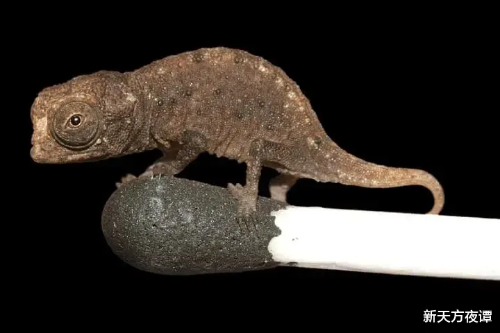 盘点10种世界上最小的动物,您觉得适合当作宠物养吗?