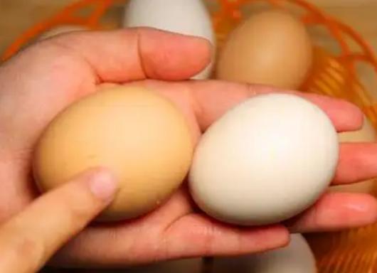 “红壳”鸡蛋和白壳有什么区别?养殖户:区别很大,别买错了!
