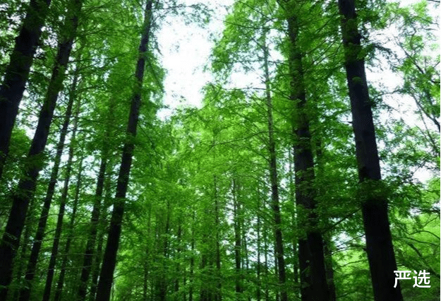 原来螨虫真的很怕这个，床上放一些，直接连窝端，螨虫哔哔死光