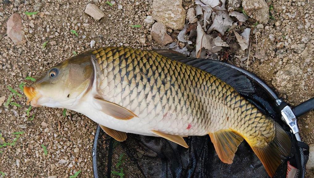 |钓鱼打窝要比饵料重要，老手分析野钓4个打窝技巧