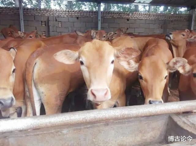 李福|养牛户踏足房地产、身价50亿,子女却不争气,76岁仍找不到继承人