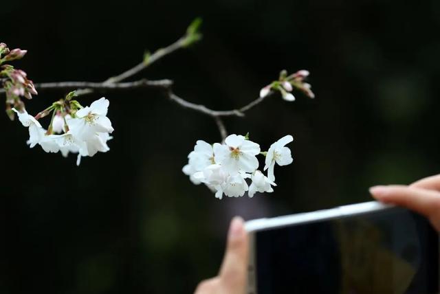 姹紫嫣红的春天，学习六个摄影技巧，拍摄别样风情的花朵照片