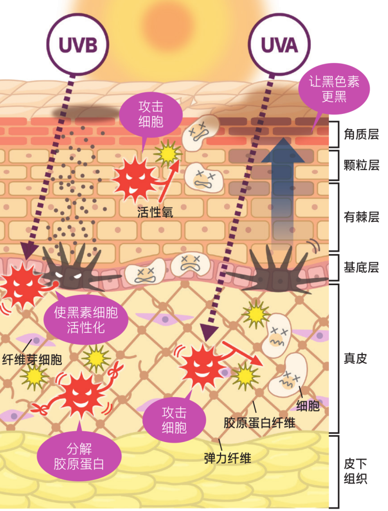 黑色素 美白新思路，弯道超车快人一步！