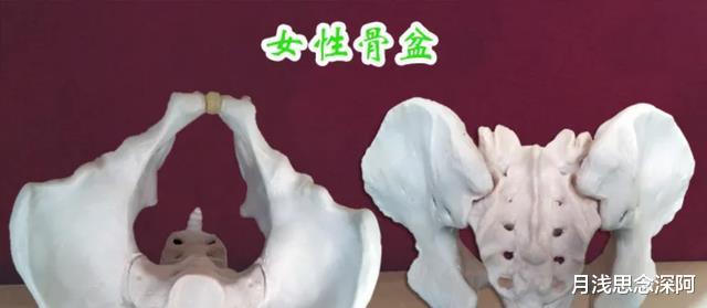 我们为什么特殊?许多动物的排泄跟交配都在一个器官,人类却不是