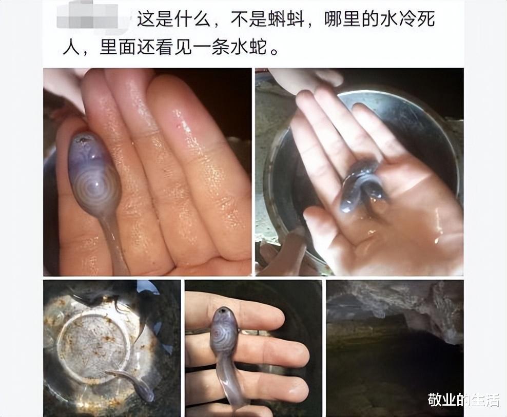 游泳的时候从水里捞的,不是蝌蚪,它到底是什么?