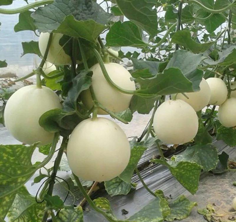 上班容易累,记得吃7种食物,帮你“吃掉”身体疲劳,价格也不高