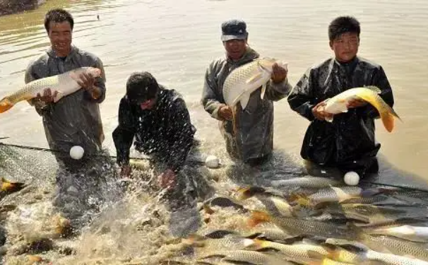 黄河|黄河禁渔期正式调整,2022-2025年先禁渔三年,4月1日起开始执行