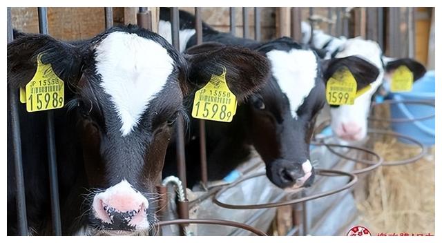 磨西镇|北海道赏花不要只去富良野！花之乡「惠庭」给你超好玩的吃花体验