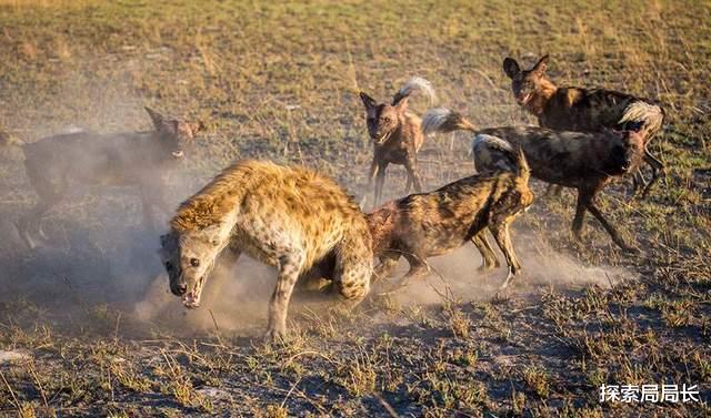 非洲野狗群vs鬣狗群，如果这两种野兽发生群殴，谁会笑到最后呢？