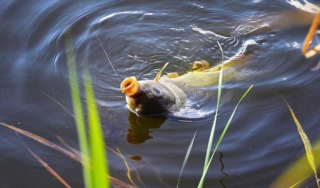 |渔乐杂谈:春季哪些时候钓鱼最好?